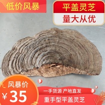 Flat cover Ganoderma lucidum natural wild tree tongue Ganoderma lucidum flat wood Ganoderma lucidum heavy hand type Qingzhi can be beaten slices