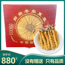 2021 Cordyceps sinensis flagship store 1G G 5 10g dry Cordyceps head dry goods gift box 50 root