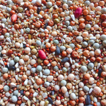 High quality nutrition no corn pigeon grain bird food bird food carrier pigeon ornamental Pigeon Pigeon Pigeon Pigeon food feed 20kg
