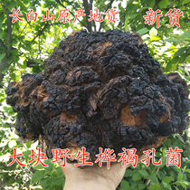 Long White Mountain Origin Wild Birch Brown Pore Fungus Birch Tree Birch Mushroom White Birch birch Giant Wild Birch Brown Pore Fungus