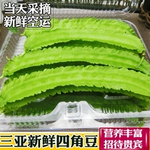 空运嫩绿3斤装三亚新鲜四角豆海南新鲜热带蔬菜四棱豆龙角豆龙豆