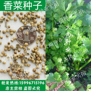 散装香菜种子批发 大叶香菜籽 芫荽 蔬菜种子菜籽 四季播种