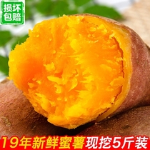 Freshly dug and released fresh sweet potatoes sandy sweet potatoes sweet potatoes farm-grown baked sweet potatoes mountain potatoes sweet potatoes sweet potatoes 5 kg
