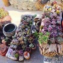 Old Wood fleshy wooden trough flower pot balcony rectangular outdoor creative wooden flower trough garden courtyard large rotten wood