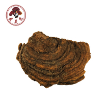 Wild Phellinus igniarius Ganoderma lucidum Hainan Phellinus Medicinal Phellinus igniarius 120 Yuan 500g Decocted Tea
