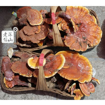 Deep mountain old brand Yunnan specialty pure wild Ganoderma lucidum gingzhi Linzhi red Ganoderma lucidum half a catty five new goods