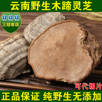 Yunnan Wild Wooded Hooves of Lucid Lingi of the Lucid Lingi of the Chestnut Layer of the Chestnut Layer Pore Fungus of Fungus Lucid 250 gr Free Slice
