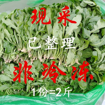 现采荠菜新鲜蔬菜孕妇泡水喝现货野菜现挖荠荠菜地菜上海菜抖音款