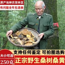 Shennongjia wild Mulberry Mulberry spp. Gold-grade Pingnier spp. Ganoderia splint 250g non-Tibetan Mulberry yellow tea