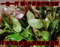 现摘现发 南烛叶 乌饭叶乌饭草黑饭叶新鲜乌米叶树叶乌稔叶