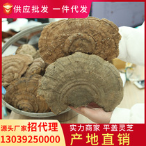 (Recruitment agent) Ganoderma lucidum northeast Changbai Mountain flat cover Ganoderma lucidum tree tongue Ganoderma lucidum can be sliced