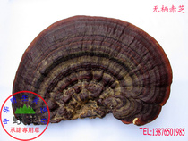 Pure wild Ganoderma lucidum (sessile red lucidum tribute) wild promise shipped from Wuzhishan origin