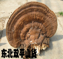 Changbai Mountain wild flat Ganoderma lucidum large Ganoderma lucidum lingzhi tree tongue Ganoderma lucidum 20 yuan and half a catty