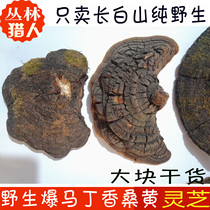 Wild Phellinus Wang Ganoderma lucidum Changbai Mountain Hornwood clove Phellinus wallwood spp 500g