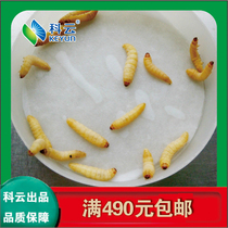 Grape honey worm wax borer bird reptile ornamental fish feed 100 head insect bait spot year-round supply