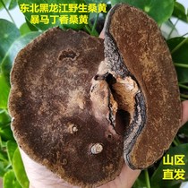Northeast wild Phellinus Ganoderma lucidum special class Linzhi Mulberry yellow