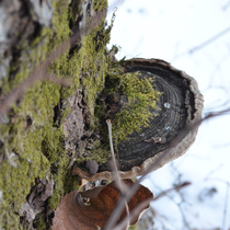 Changbai Mountain wild pine needle layer hole fungus pine needle spp. Pine needle Ganoderma lucidum can be used with 500g