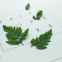 Photo props Photograph props matched with retro leaves 4 pieces of Yongsheng Leaf Photo Forest Department Photographic Props