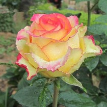 Multi-color series large Flower perfume Rose Season repeatedly blooming Four Seasons flowering rose seedlings