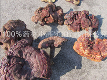 Zhangjiajie wild Ganoderma lucidum wild big Ganoderma lucidum whole Ganoderma lucidum
