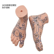 Foot model super clear Fengfan soft lettering point massage foot reflex area foot therapy Meridian acupoint color