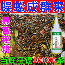Capture the centipede artifacts (herds of centipede) outdoor living worms to seduce special induced powder induced centipede small medicine