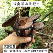 Ganoderma lucidum purple Ganoderma lucidum wild Qinling deep mountain wild Linzhi pruned dry goods sparkling wine red Ganoderma lucidum 250g g