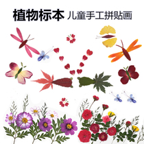 Kindergarten Primary School students handmade real leaf stickers dry flower collage plant specimens childrens handicraft class early education