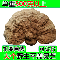Changbai Mountain large flat cover Ganoderma lucidum northeast deep mountain branch tree tongue Linzhi wild Ganoderma lucidum green lucidum tree tongue 500g
