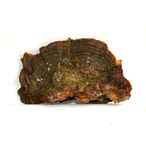 Cangshan Ganoderma lucidum Tang Yunnan wild pine needle layer pore fungus pine needle Ganoderma lucidum 500g