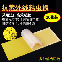 Slimy fly paper sticky fly extinguishing lamp sticky insect board mosquito lamp sticker food restaurant fly-extinguishing bug 10