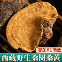 (Buy 3 get 1 free)Tibetan Mulberry Mulberry Yellow Premium Wild whole Ganoderma lucidum pore fungus Mulberry Mulberry Yellow 100g