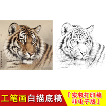Gongbi painting white sketch background tiger four-foot bucket square animal Chinese painting copy material large practice manuscript WH17