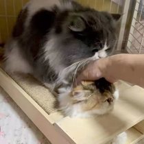 Pure solid wood cat supplies dwarf footed cat with cat rack cat house cat toy female cat side reclining tool cat rack