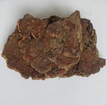 Guangxi Shanshan special large pruning wild Ganoderma lucidum fitness tonic 22-25cm 536 yuan Jin