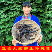 Ganoderma lucidum wild black Ganoderma lucidum dry goods red Zizhi Linzhi pure slice new natural 8-15cm large