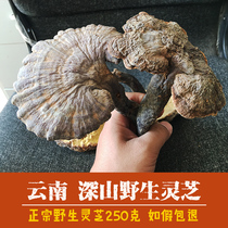 Yunnan Ailao Mountain Red Ganoderma lucidum Red Ganoderma lucidum 250 grams of wild Ganoderma lucidum 10-15cm can slice block