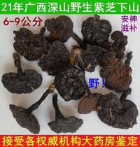 In 2021 the pure wild Ganoderma lucidum purple Ganoderma lucidum Zizhishen nourishing 6-9CM250G