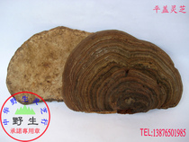 Pure wild Ganoderma lucidum (Ganoderma lucidum with flat cover tree tongue boutique) Wild Promise Shipped from Wuzhishan District
