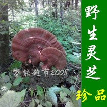Wild Ganoderma lucidum Northeast Changbai Mountain Wild Ganoderma lucidum spore powder Pure wild Ganoderma lucidum 100g
