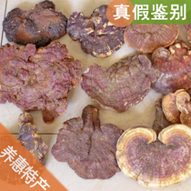 About 8-9cm large flowers Yunnan deep mountains red Ganoderma lucidum 250g pruned wild chorizhi