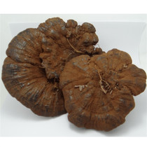  Black Ganoderma lucidum Guizhou deep mountain wild pruning ganoderma lucidum 2 two old-age supplements can make Ganoderma lucidum tablets powder