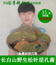 Northeast Changbai Mountain wild pine yellow Ganoderma lucidum wild pine needle layer pore fungus wild Ganoderma lucidum Linzhi block powder