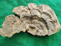 Songya Hainan Wuzhishan Qiongzhong pure wild natural Ganoderma lucidum (non-flat Ganoderma lucidum) 500g can be sliced