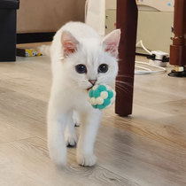 Cat toys cat sticks kittens bite-resistant molars bells cat balls self-hey boredom-relieving artifact cat supplies Daquan