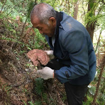 Red Ganoderma lucidum wild Super Shennongjia dry pruned Ganoderma lucidum natural dry goods whole pure non-Changbai Mountain wild Ganoderma lucidum
