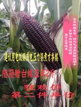 梅州蕉岭黑糯玉米微甜紫糯玉米非转基因农家自种新鲜现摘带皮5斤