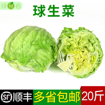 Green eater's ball lettuce 20 jin fresh vegetable salad ingredients Hamburg special round lettuce ball Western lettuce