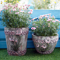 Large-caliber Flowerpot Garden balcony layout fleshy orchid courtyard creative homestay Net red decorative ornaments