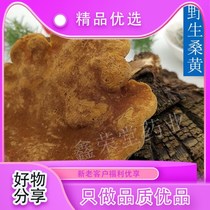 Slice Origin Sanhuang Sales Traditional Mulberry mulberry Huanglingzhi Glossy Glossy source bulk material